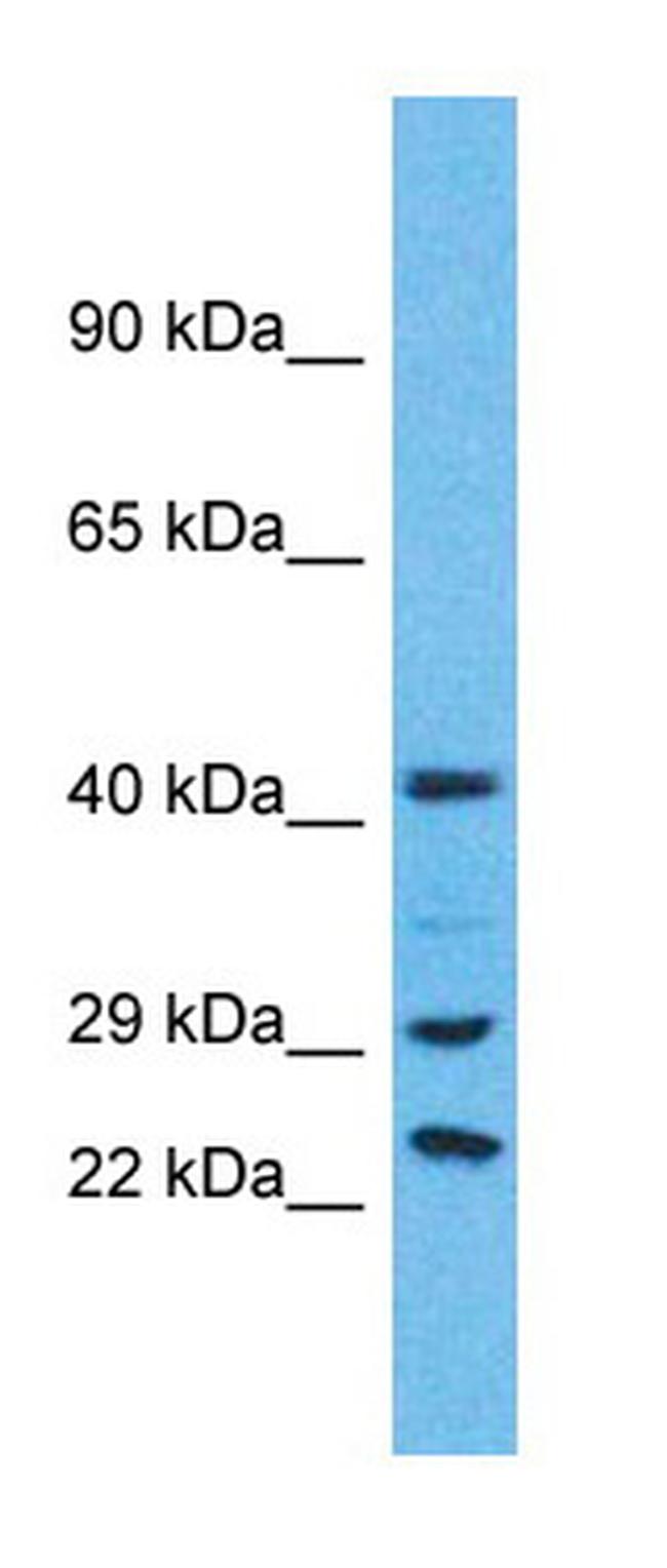 USP41 Antibody in Western Blot (WB)