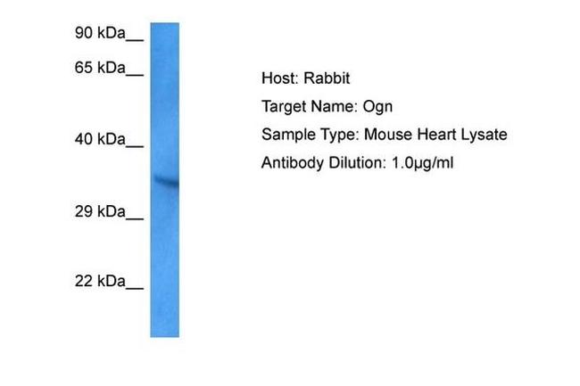 Mimecan Antibody in Western Blot (WB)