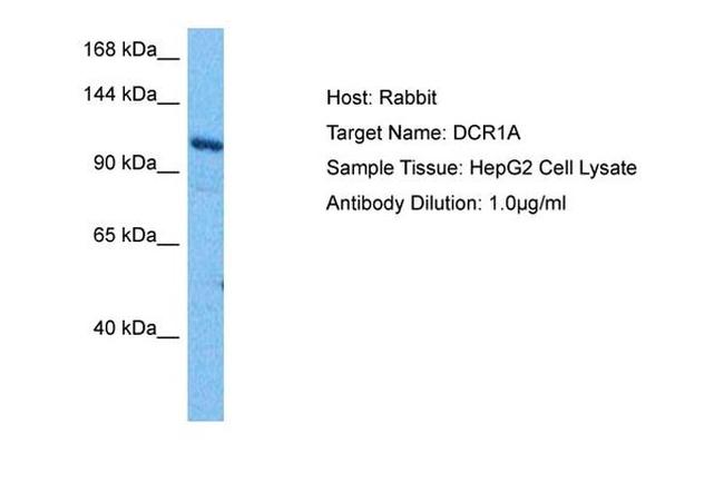 DCLRE1A Antibody in Western Blot (WB)