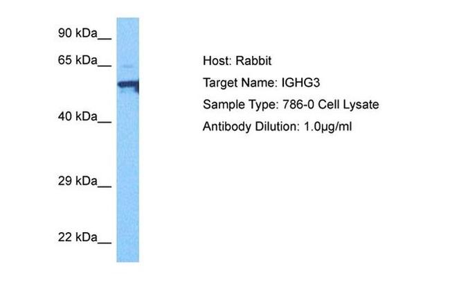 IGHG3 Antibody in Western Blot (WB)