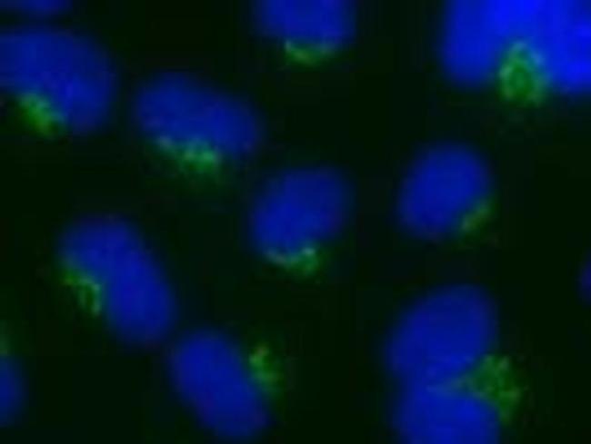 Nucleobindin 1 Antibody in Immunocytochemistry (ICC/IF)