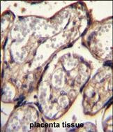 IGF2 Antibody in Immunohistochemistry (Paraffin) (IHC (P))