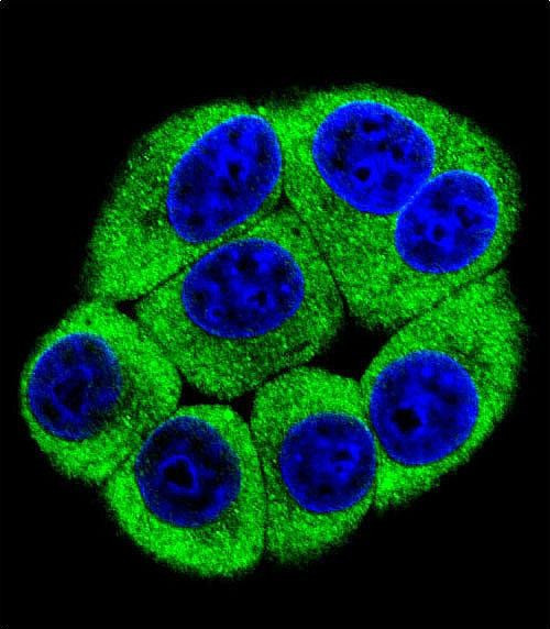 OR2T3 Antibody in Immunocytochemistry (ICC/IF)