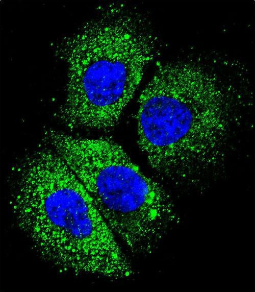 CYBA Antibody in Immunocytochemistry (ICC/IF)