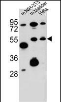 SMOC1 Antibody in Western Blot (WB)