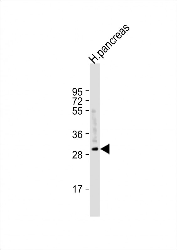 CELA2A Antibody in Western Blot (WB)