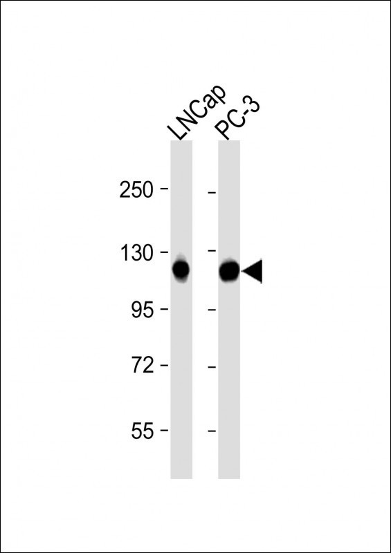 DSPP Antibody in Western Blot (WB)