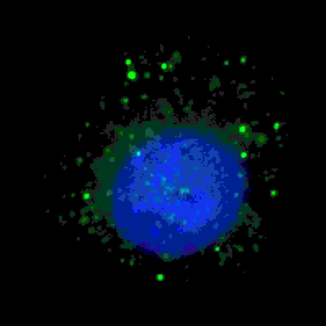 Rubicon Antibody in Immunocytochemistry (ICC/IF)