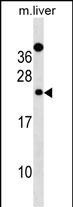 DERL2 Antibody in Western Blot (WB)