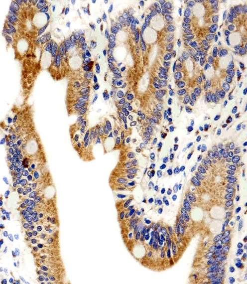 alpha-1D Adrenoceptor Antibody in Immunohistochemistry (Paraffin) (IHC (P))