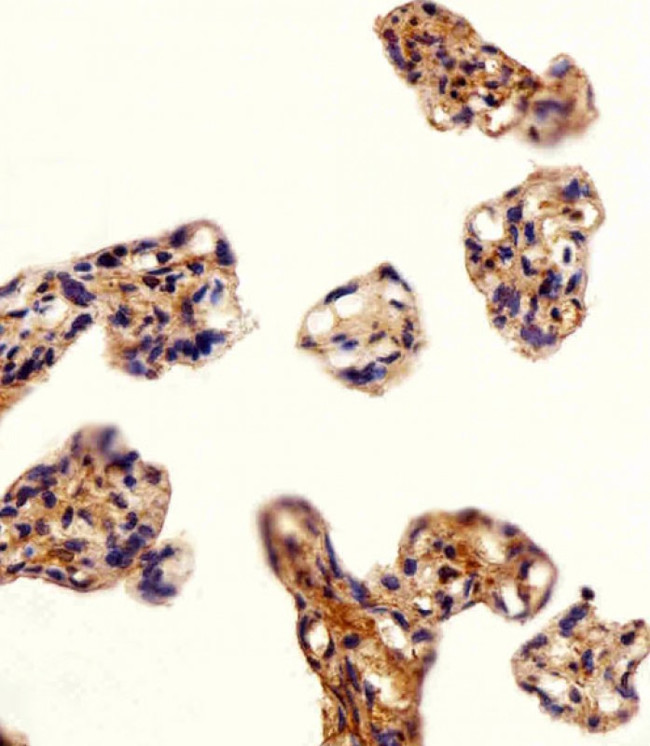 DLK1 Antibody in Immunohistochemistry (Paraffin) (IHC (P))