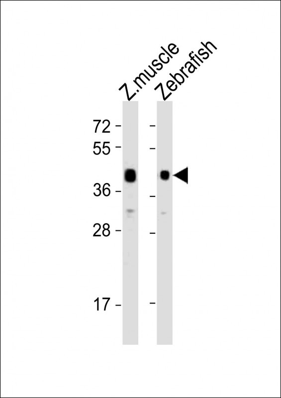 ADRA2DB Antibody in Western Blot (WB)