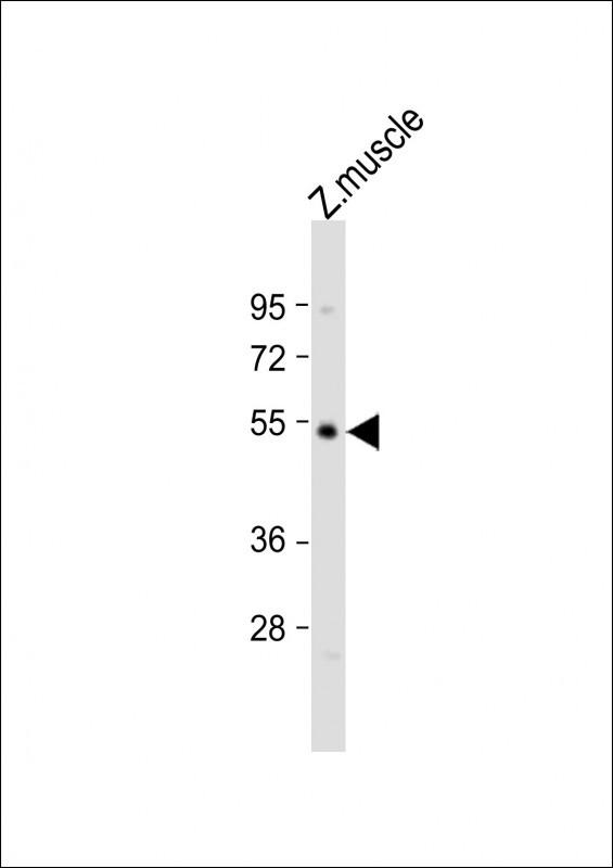 OPN4L Antibody in Western Blot (WB)