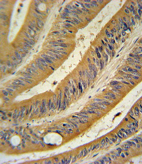 WNT10B Antibody in Immunohistochemistry (Paraffin) (IHC (P))