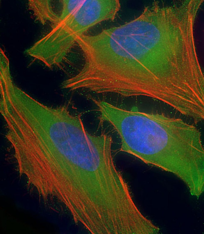 ASS1 Antibody in Immunocytochemistry (ICC/IF)