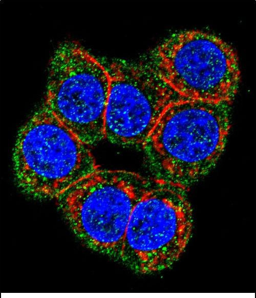 CBS Antibody in Immunocytochemistry (ICC/IF)