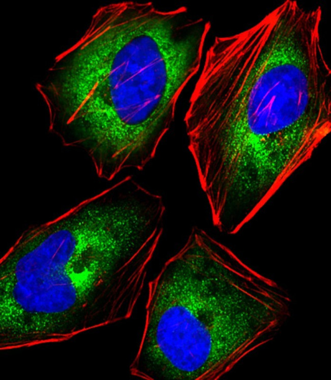 NKG2A Antibody in Immunocytochemistry (ICC/IF)