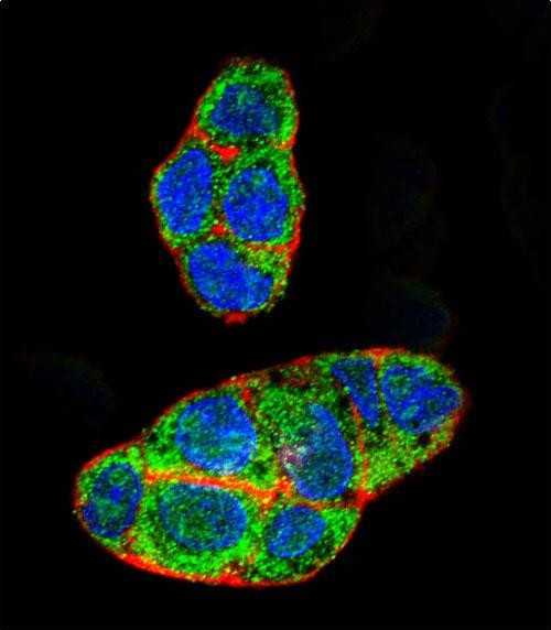 PXR Antibody in Immunocytochemistry (ICC/IF)