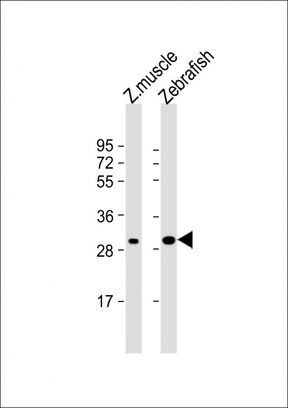 HOXC9A Antibody in Western Blot (WB)