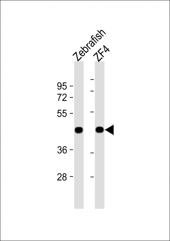 beta Actin Antibody in Western Blot (WB)