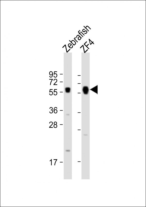 FOXH1 Antibody in Western Blot (WB)