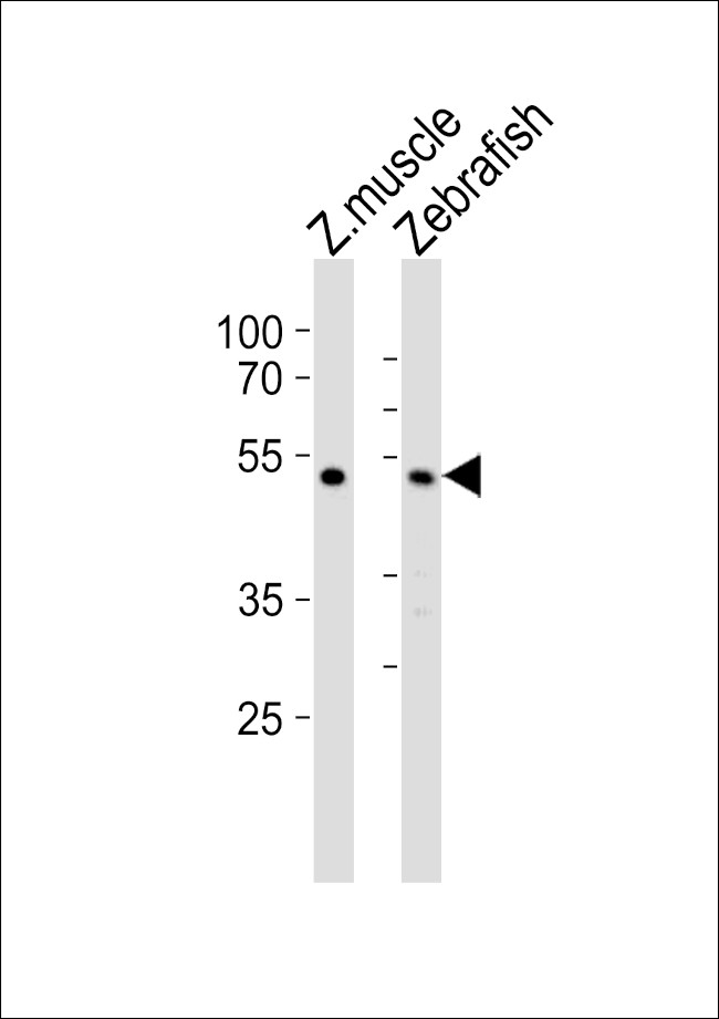 CHST1 Antibody in Western Blot (WB)