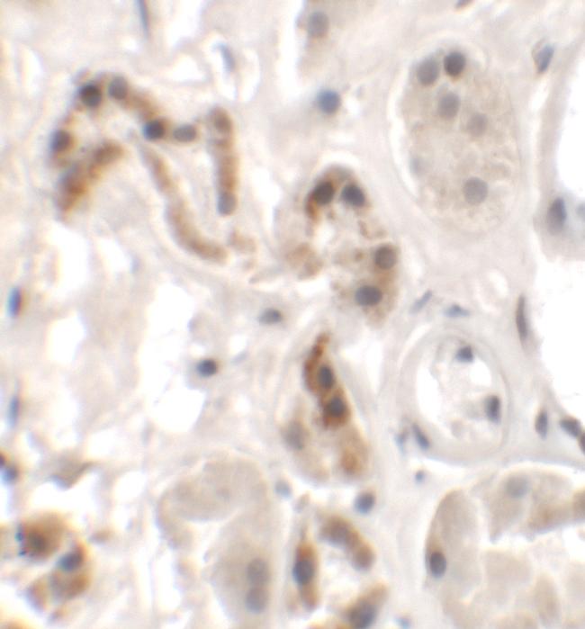 DBX1 Antibody in Immunohistochemistry (Paraffin) (IHC (P))