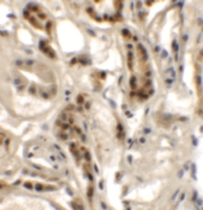 DPAGT1 Antibody in Immunohistochemistry (Paraffin) (IHC (P))