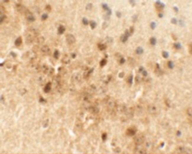 Draxin Antibody in Immunohistochemistry (Paraffin) (IHC (P))