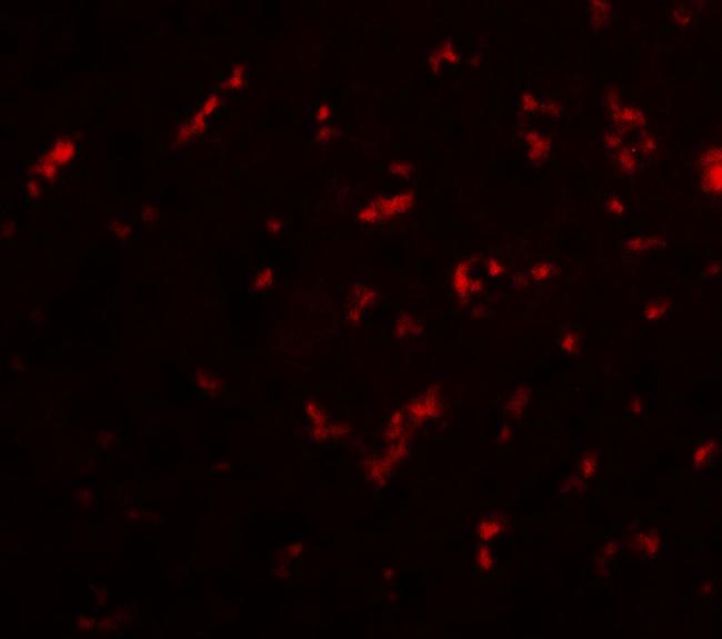 DRGX Antibody in Immunocytochemistry (ICC/IF)