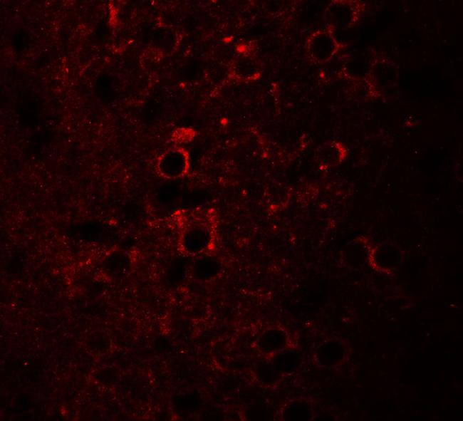 NSRP1 Antibody in Immunocytochemistry (ICC/IF)