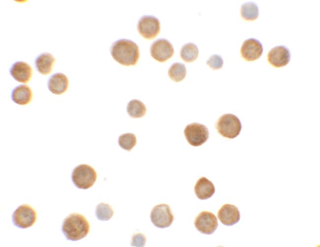 ECRG4 Antibody in Immunocytochemistry (ICC/IF)