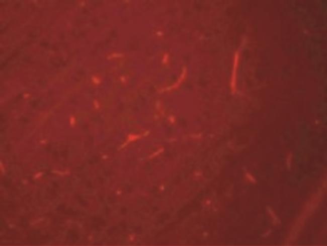 SIK3 Antibody in Immunocytochemistry (ICC/IF)