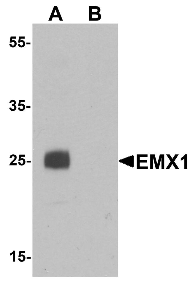 EMX1 Antibody in Western Blot (WB)