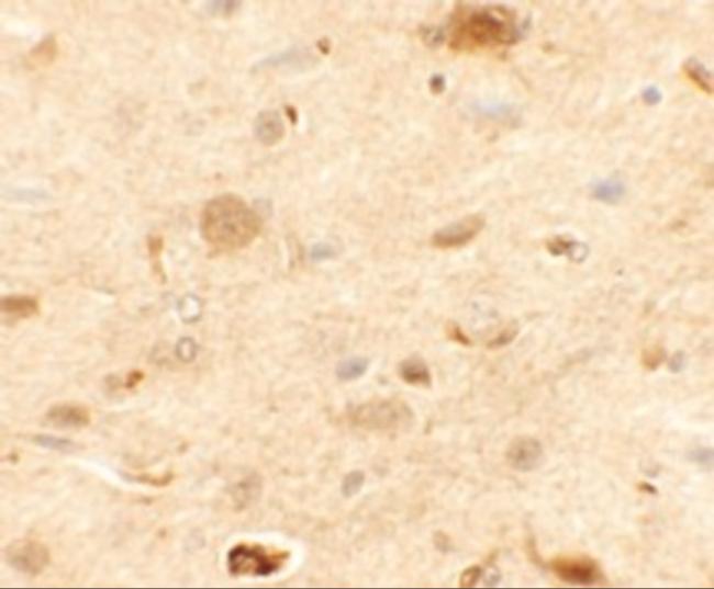 RAPGEF3 Antibody in Immunohistochemistry (Paraffin) (IHC (P))