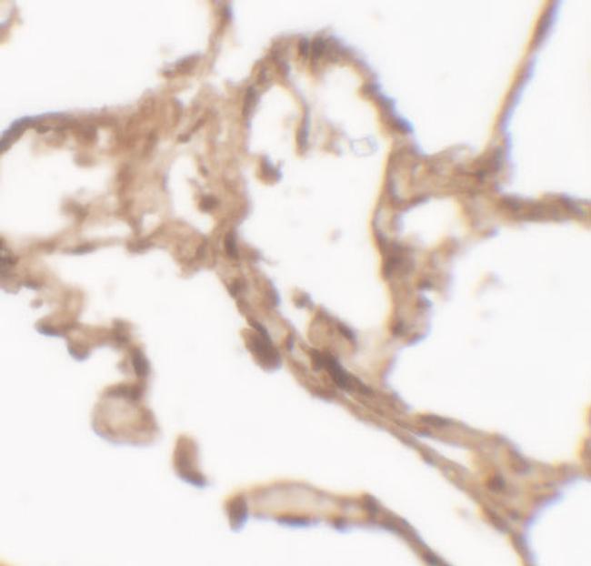 Arylsulfatase B Antibody in Immunohistochemistry (Paraffin) (IHC (P))