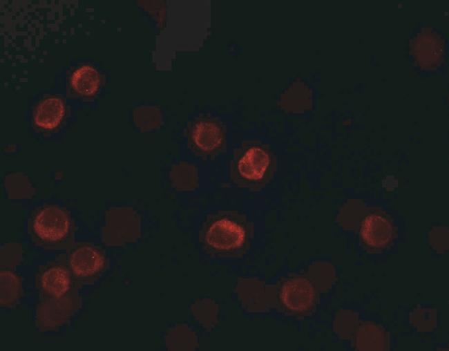 IL-28B Antibody in Immunocytochemistry (ICC/IF)