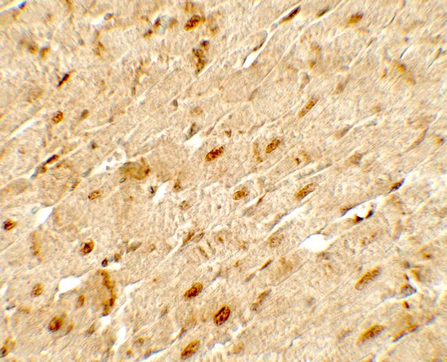 ANGPTL3 Antibody in Immunohistochemistry (Paraffin) (IHC (P))