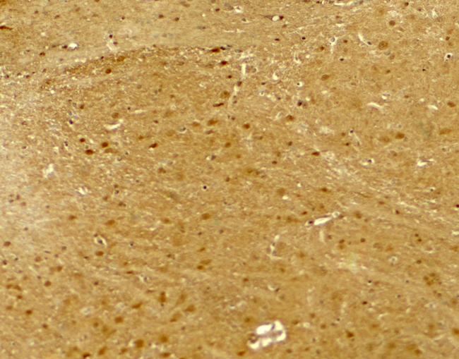 Neuroligin 2 Antibody in Immunohistochemistry (Paraffin) (IHC (P))