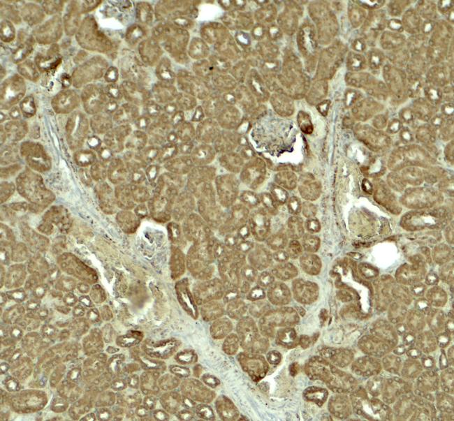 SLC1A7 Antibody in Immunohistochemistry (Paraffin) (IHC (P))