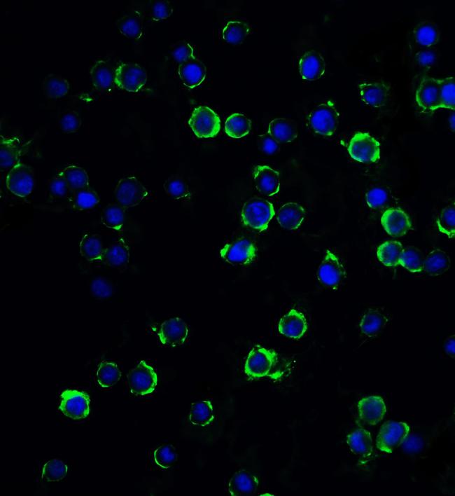 MAGEA4 Antibody in Immunocytochemistry (ICC/IF)