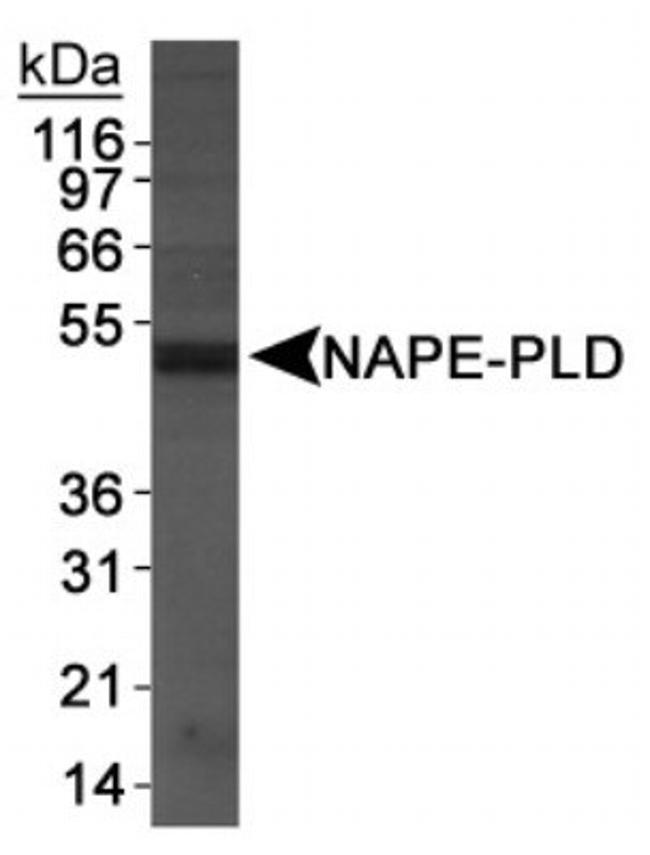 NAPE PLD Antibody in Western Blot (WB)