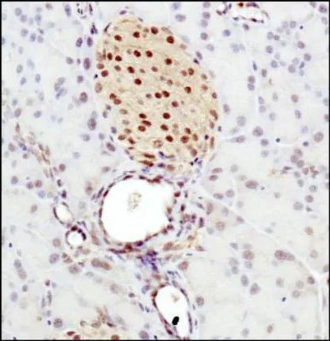 BHLHE41 Antibody in Immunohistochemistry (Paraffin) (IHC (P))