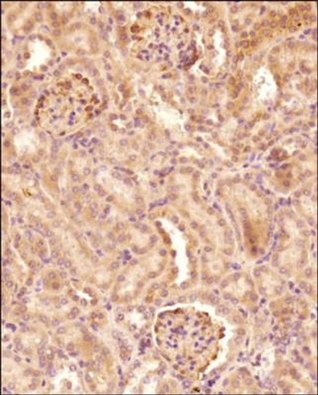 Pyruvate Carboxylase Antibody in Immunohistochemistry (Paraffin) (IHC (P))