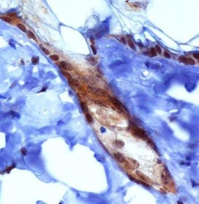 PIEZO1 Antibody in Immunohistochemistry (Paraffin) (IHC (P))