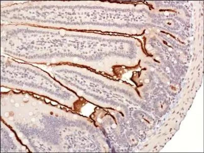 UBE2E1 Antibody in Immunohistochemistry (Paraffin) (IHC (P))