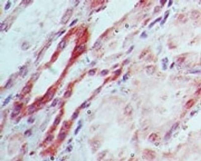 DNMT3L Antibody in Immunohistochemistry (Paraffin) (IHC (P))