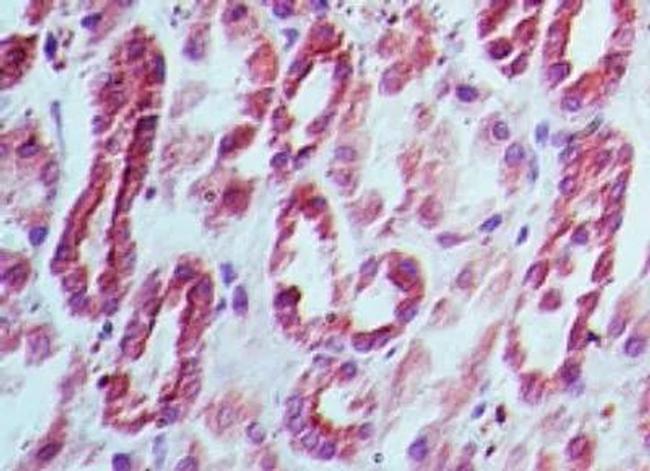 DNMT3L Antibody in Immunohistochemistry (Paraffin) (IHC (P))