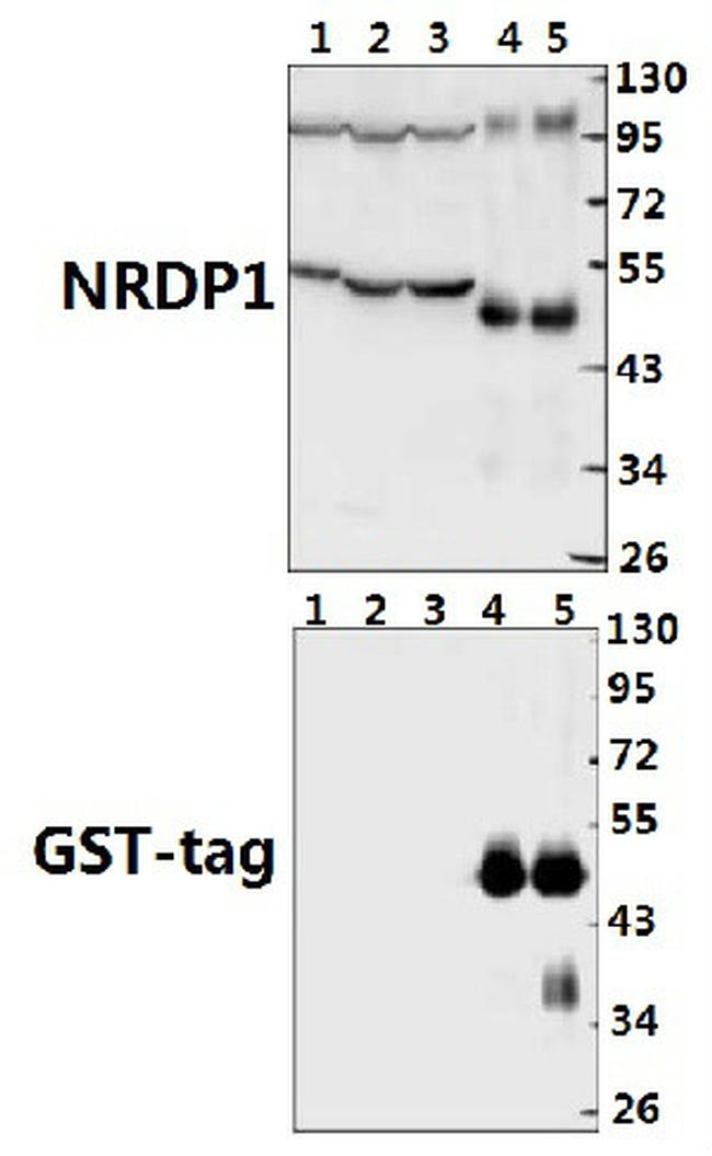 RNF41 Antibody in Western Blot (WB)