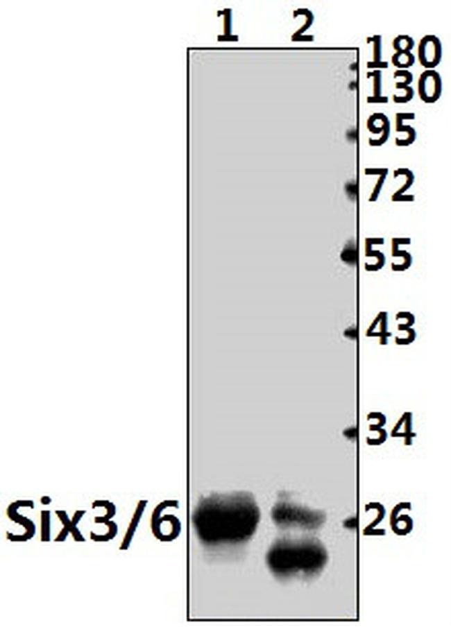 SIX3/SIX6 Antibody in Western Blot (WB)